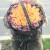 33朵香槟玫瑰,粉色相思梅外围丰满,黑色韩素纸外围包装,黑色英文丝带蝴蝶结束扎,黑纱外围覆盖,黑色英文丝带横拉,