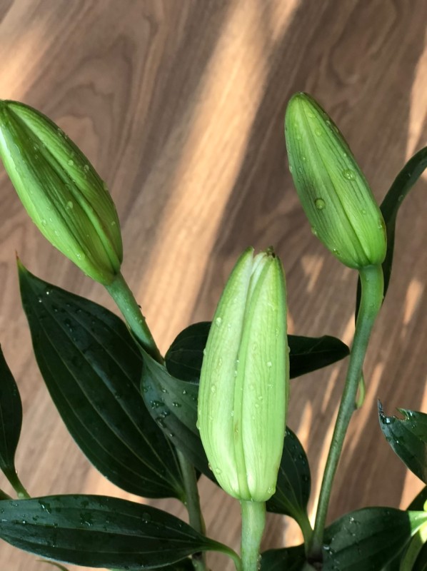 基地直送-10朵粉百合